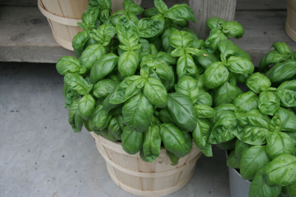Bazalka Mammolo Genovese