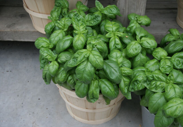 Bazalka Mammolo Genovese