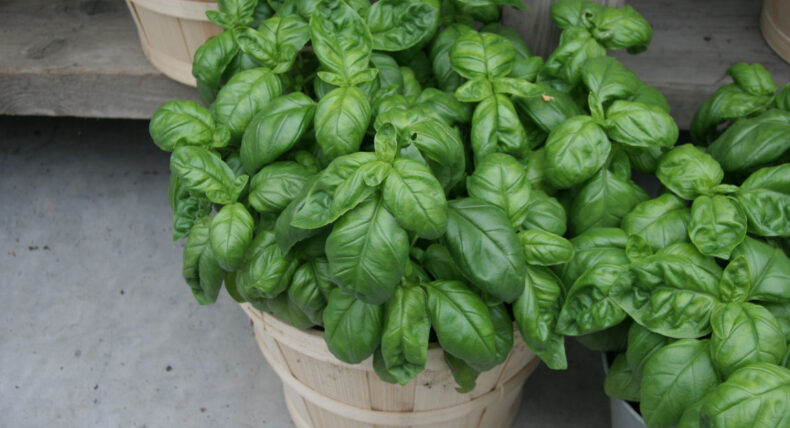 Bazalka Mammolo Genovese
