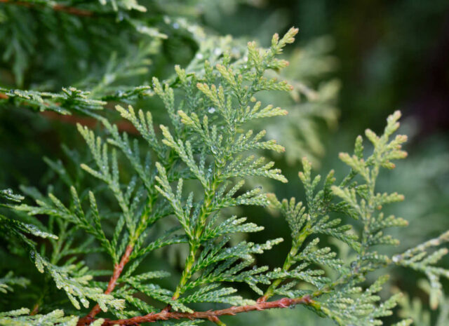 Thuja occidentalis