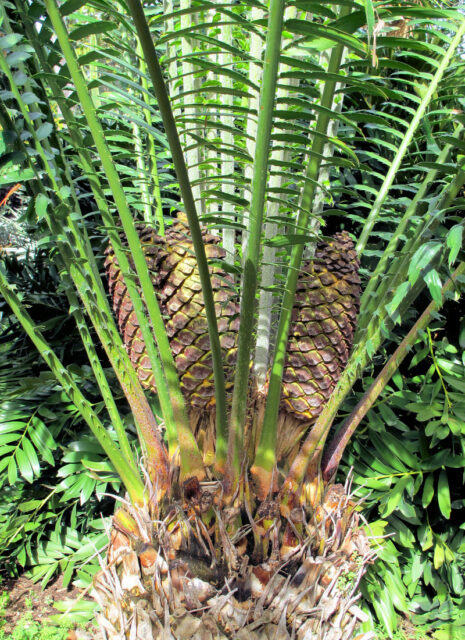 Botanická zahrada Orotava