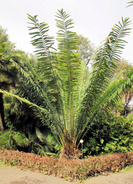 Botanická zahrada Orotava
