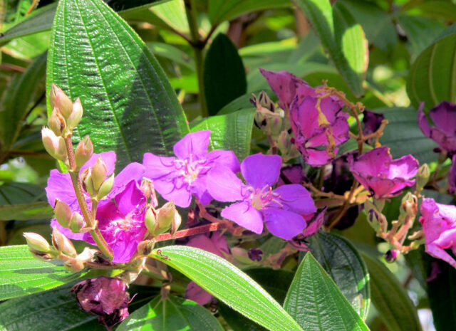 Botanická zahrada Orotava
