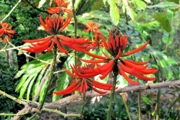 Botanická zahrada Orotava