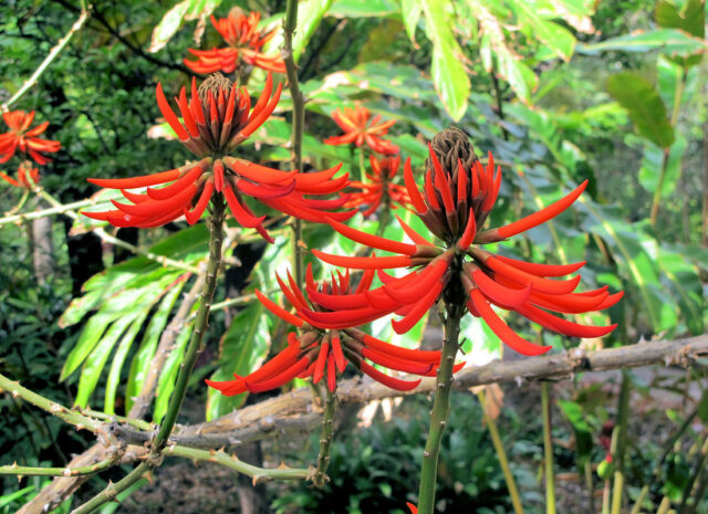 Botanická zahrada Orotava