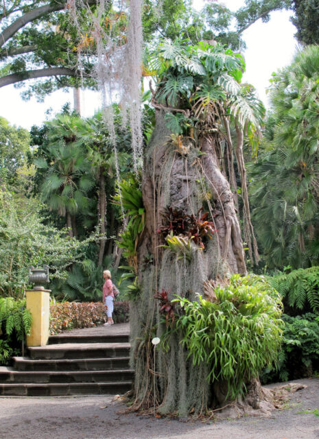 Botanická zahrada Orotava