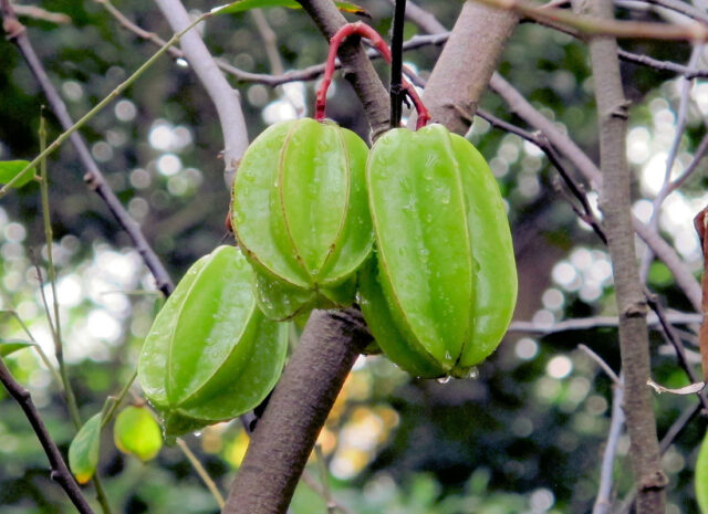 Botanická zahrada Orotava