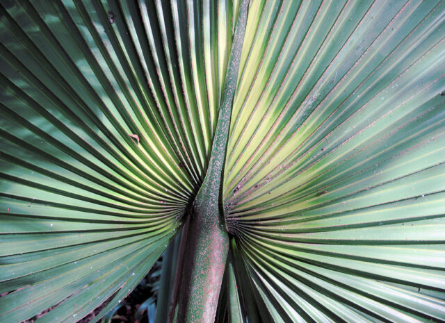 Botanická zahrada Orotava