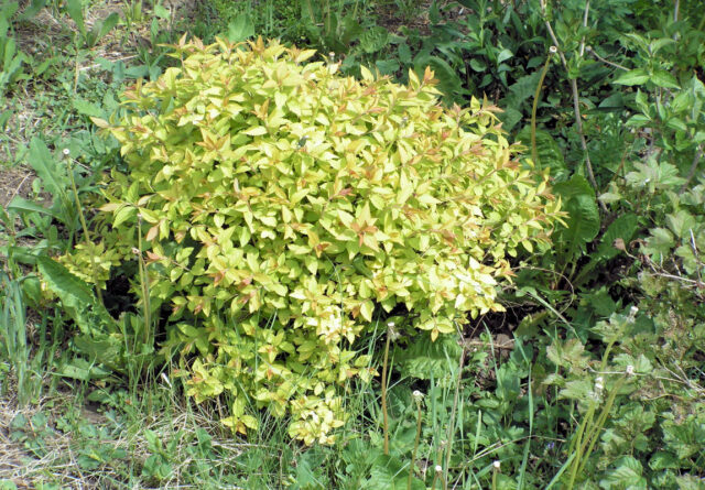 Spiraea bumalda ´Goldflame´ v mulčovací kůře