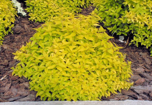 Spiraea bumalda ´Goldflame´