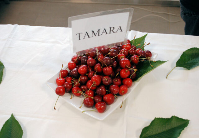 Šlechtění třešní - Tamara