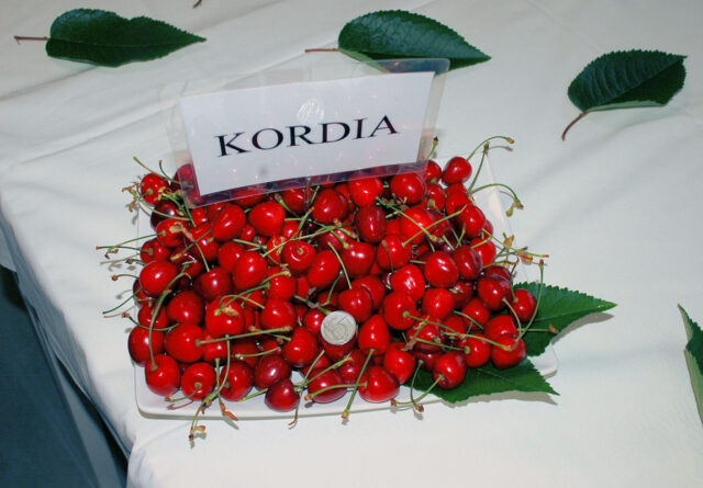 Šlechtění třešní - Kordia