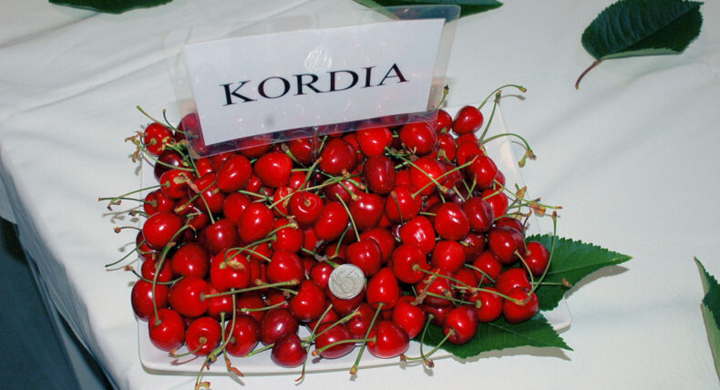 Šlechtění třešní - Kordia