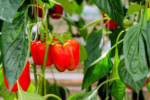 Paprika sklizeň