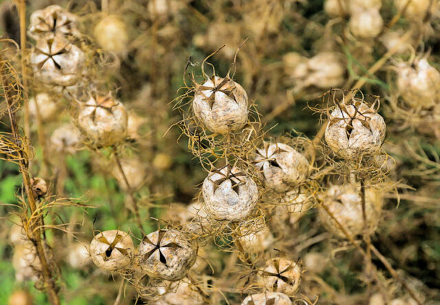 sběr semínek - Nigella