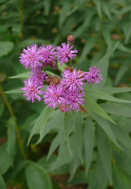 Vernonia baldwinii