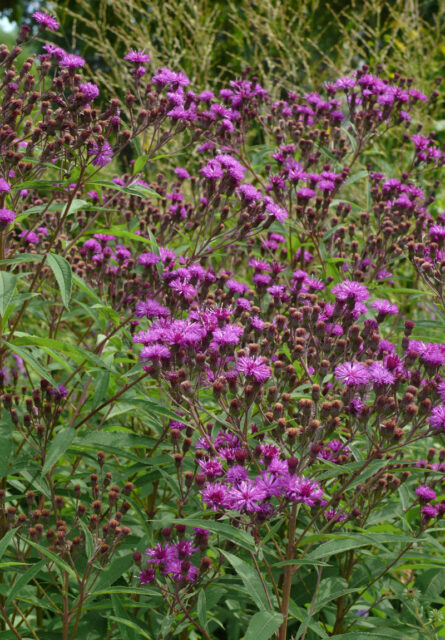 Vernonia cf. arkansana