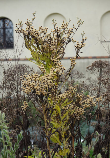 Vernonia gigantea v pozdním podzimu