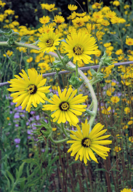 Silphium laciniatum