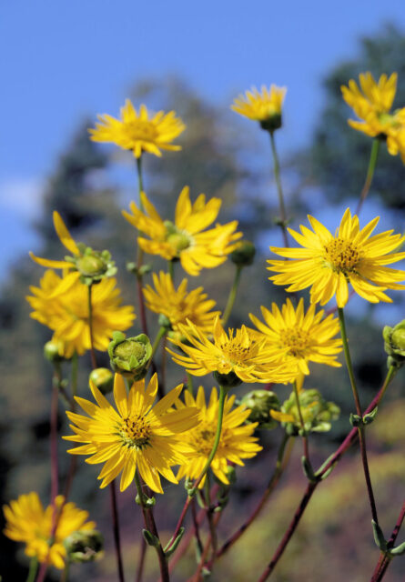 Silphium terebinthiaceum