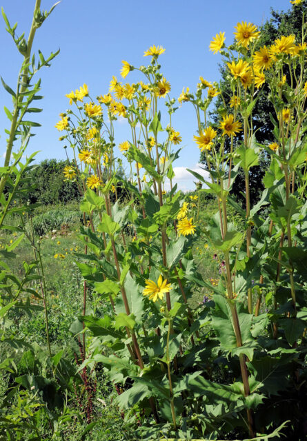 Silphium perfoliatum