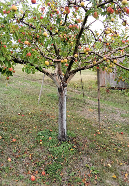 Rakovina na jabloni