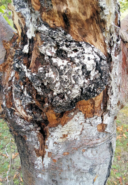 Rakovina na jabloni