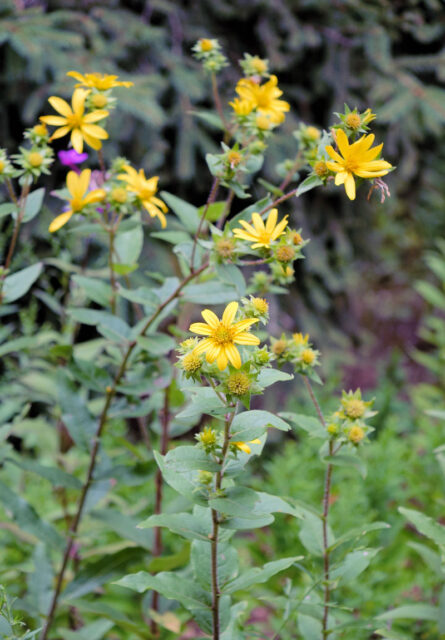 Silphium asteriscus var. asteriscus