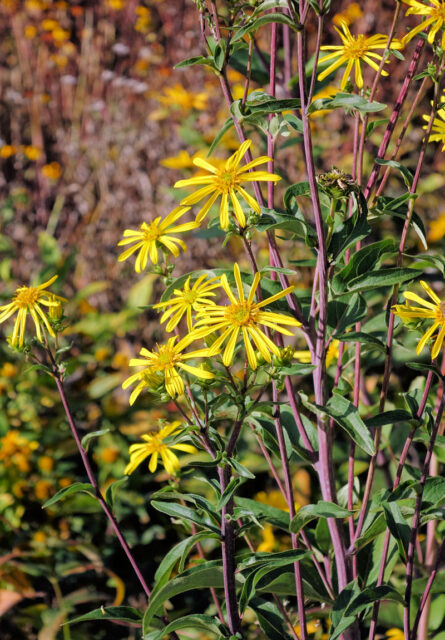 Silphium asteriscus var. trifoliatum
