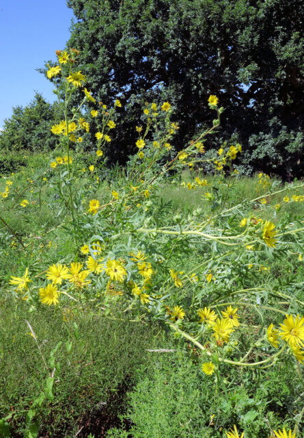 Silphium laciniatum
