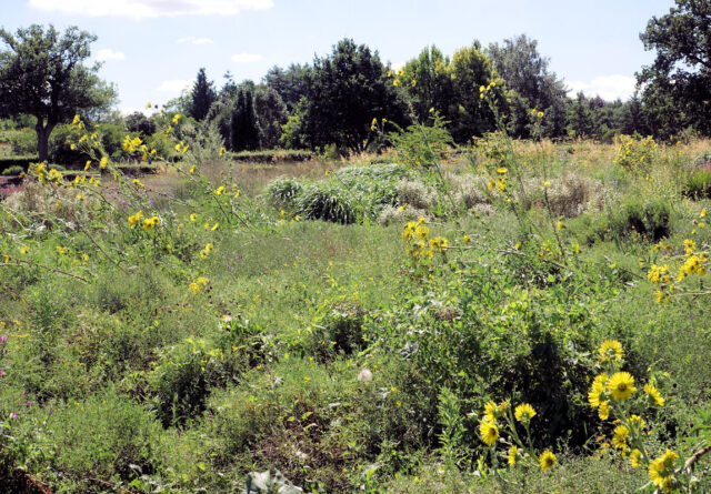 Silphium laciniatum 