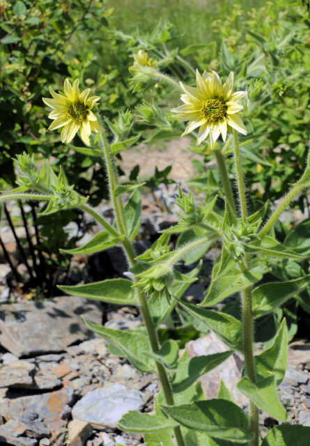 Silphium mohrii