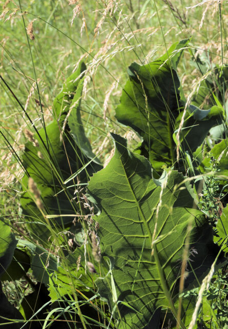 Silphium terebinthiaceum -list
