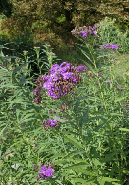 Vernonia fasciculata