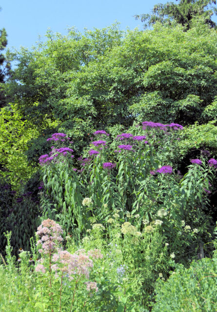 Vernonia gigantea