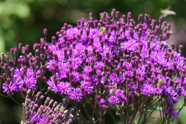 Vernonia gigantea