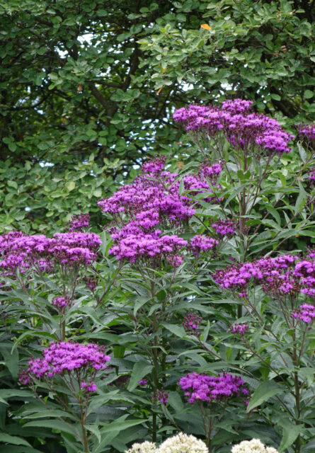 Vernonia gigantea