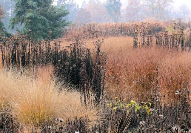 Vernonia gigantea v porostu trav