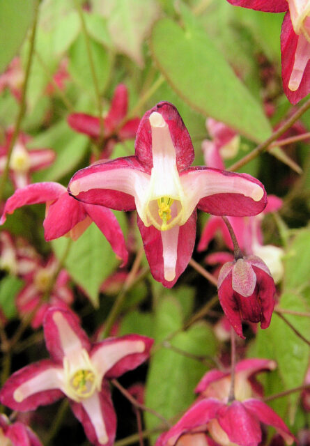 Půdopokryvné trvalky do stínu - Epimedium