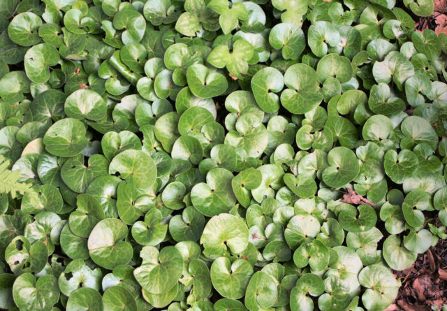 Půdopokryvné trvalky do stínu - Asarum