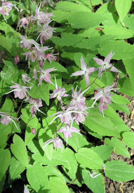 Půdopokryvné trvalky do stínu - Epimedium