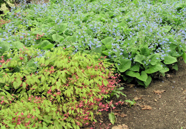 Půdopokryvné trvalky do stínu - Epimedium