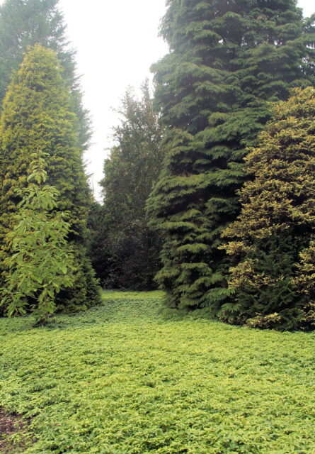 Půdopokryvné trvalky do stínu - Pachysandra