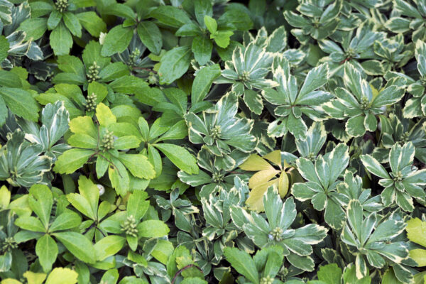 Půdopokryvné trvalky do stínu - Pachysandra