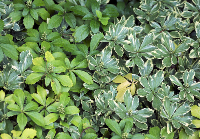 Půdopokryvné trvalky do stínu - Pachysandra