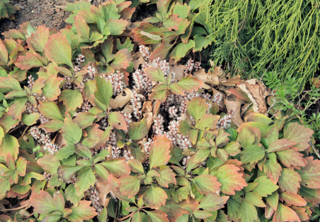Půdopokryvné trvalky do stínu - Pachysandra