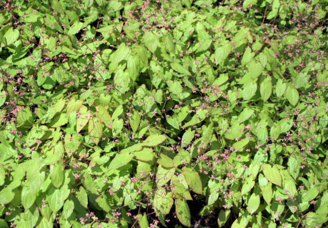 Půdopokryvné trvalky do stínu - Epimedium