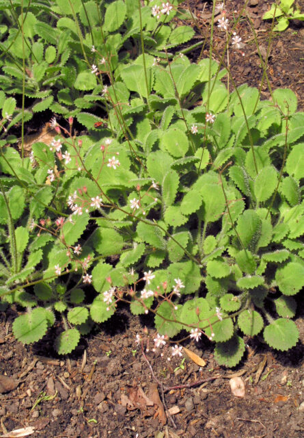 Půdopokryvné trvalky do stínu - Saxifraga