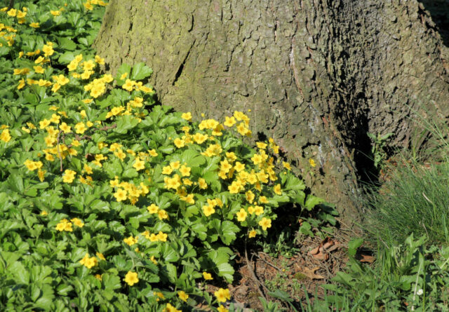 Půdopokryvné trvalky do stínu - Waldsteinia
