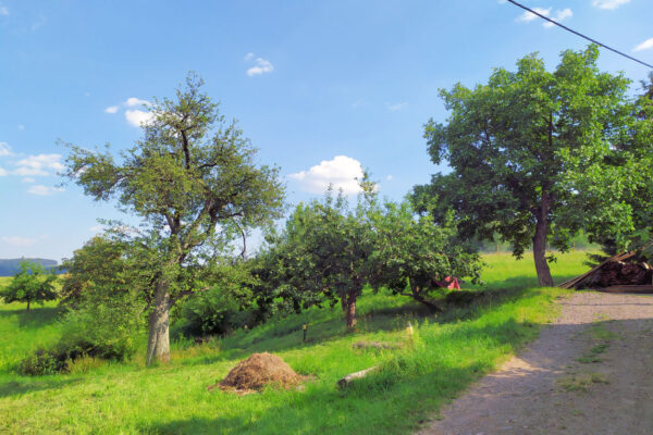 venkovské ovocné stromy